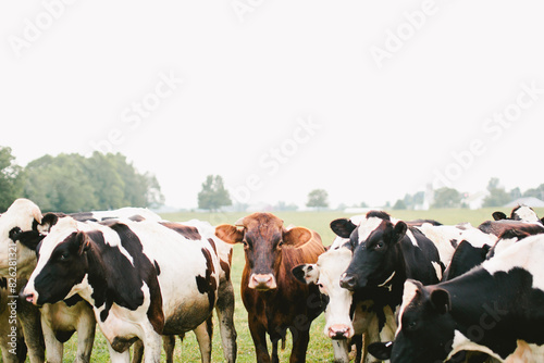 Fototapeta Naklejka Na Ścianę i Meble -  Dairy cow herd stands together on overcast day on the farm