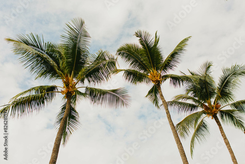 Εκτύπωση καμβά Hawaiian palm trees stand tall in tropical blue skies with clouds