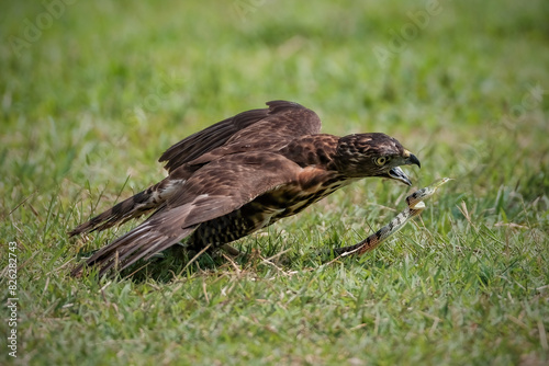 Crested Goshawk bird in the grass photo