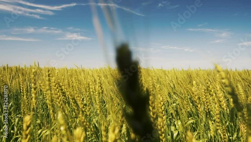 Wheat field in spring sunshine in Shiga region of Japan photo