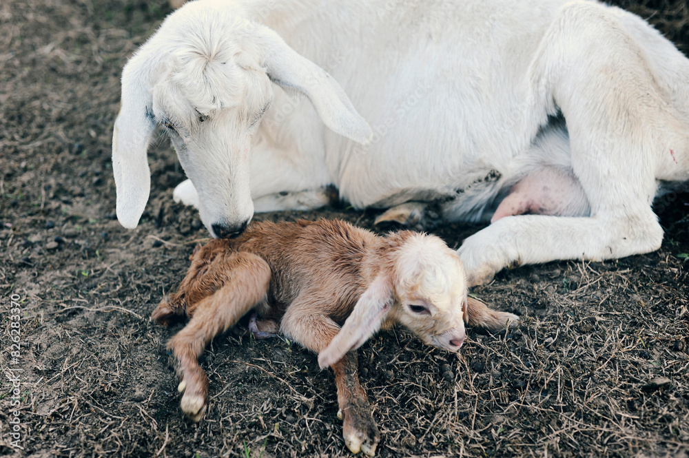 White goat tending to its newborn brown kid on the ground. White goat tending to its newborn brown kid on the ground.
