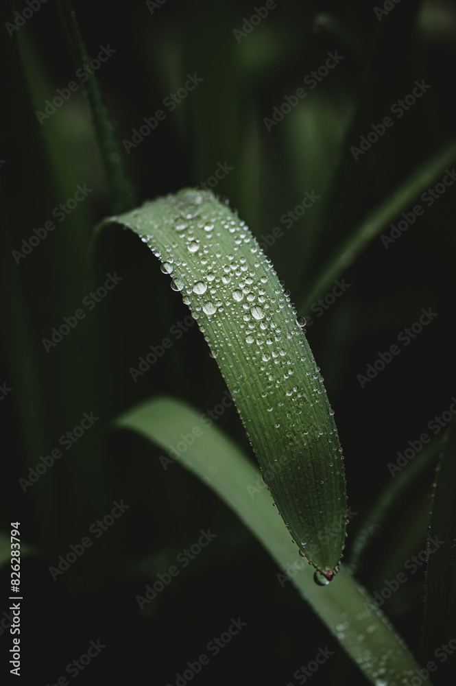 Close up of water droplets beaded on narrow green leaf. Close up of water droplets beaded on narrow green leaf.