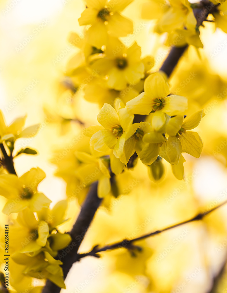 Close up of yellow flowers on forsythia shrub blooming in spring. Close up of yellow flowers on forsythia shrub blooming in spring.