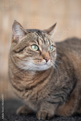 Fototapeta Naklejka Na Ścianę i Meble -  Cat portrait - cat looking to the side