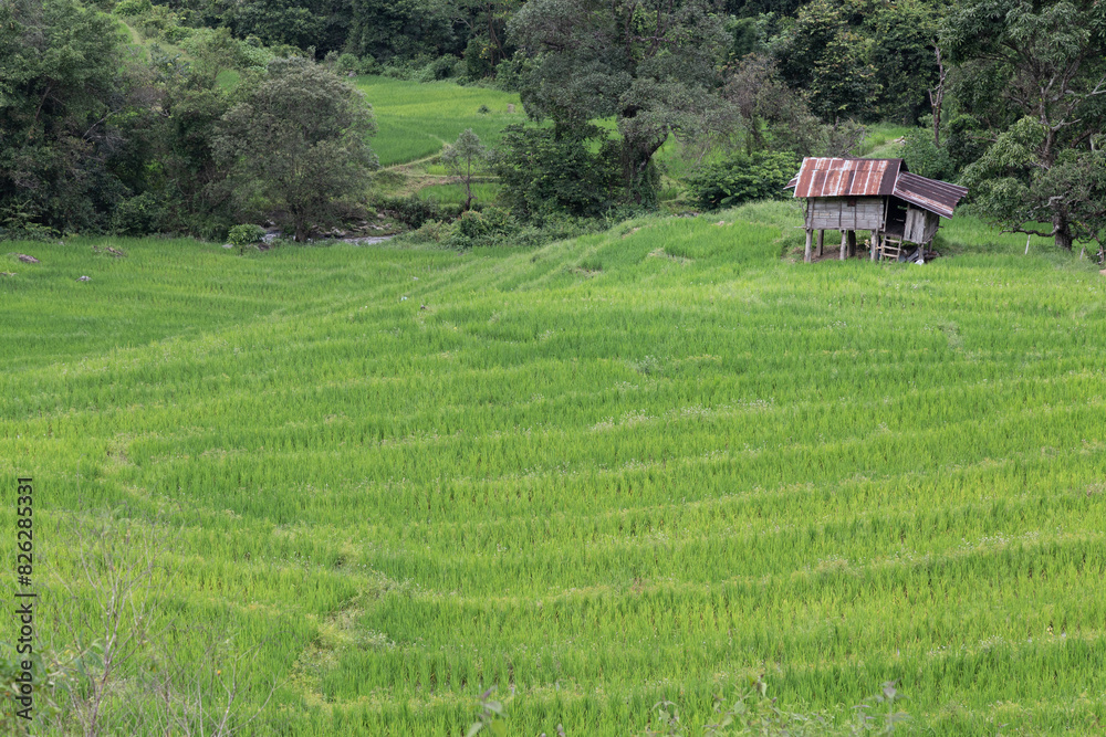 One abandoned house, next to lush rice fields One abandoned house, next to lush rice fields