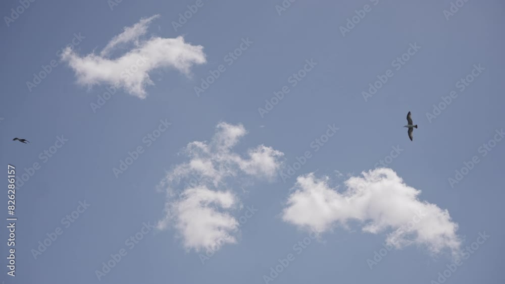birds are flying among the clouds birds are flying among the clouds
