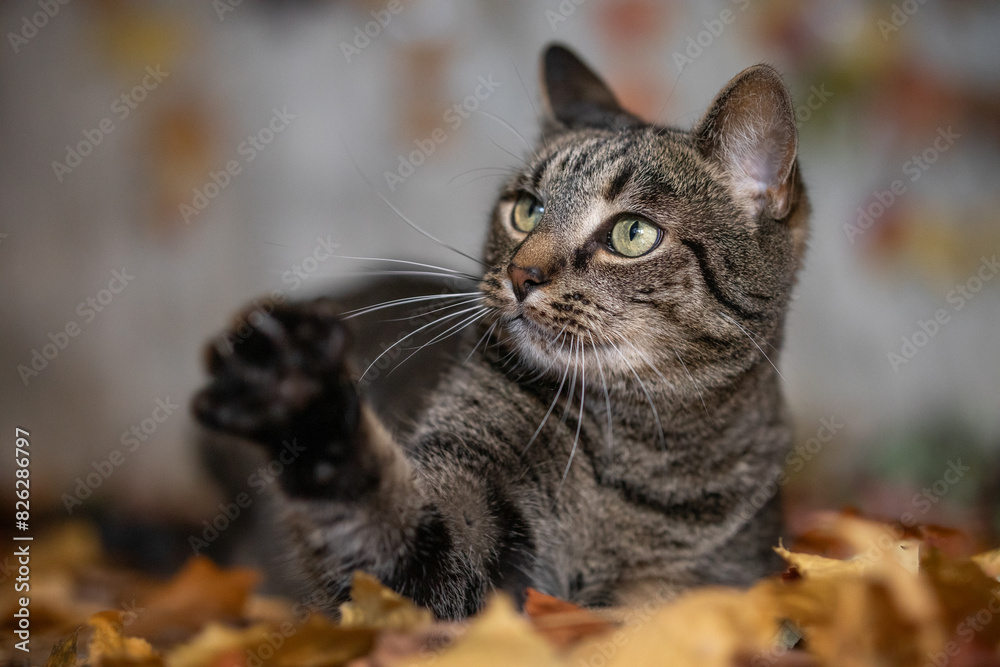 Cat lies in autumn leaves, raises its paw and looks questioningly Cat lies in autumn leaves, raises its paw and looks questioningly