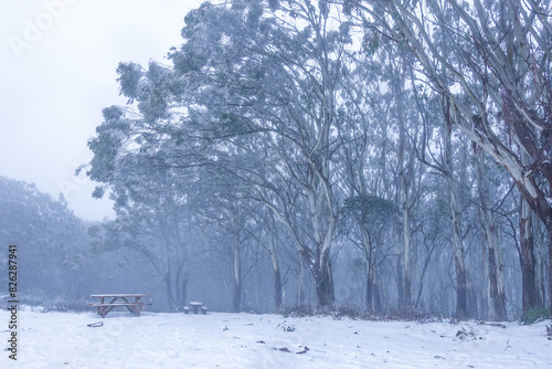 Wallpaper Mural The summit of Mount Donna Buang, with mist and snow covering the ground, picnic tables, and Australian native forest, is the closest snow near Melbourne for snow play and sightseeing. Torontodigital.ca