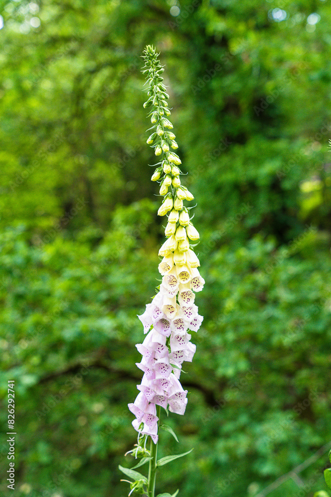 Der Fingerhut (Digitalis) ist eine wunderschöne Blume, die in Farben wie Rosa, Lila und Weiß blüht. Dank zarter Blüten und eleganter Formen ist er ein beliebtes Ziergewächs in Natur, Gärten wie Parks. Der Fingerhut (Digitalis) ist eine wunderschöne Blume, die in Farben wie Rosa, Lila und Weiß blüht. Dank zarter Blüten und eleganter Formen ist er ein beliebtes Ziergewächs in Natur, Gärten wie Parks.