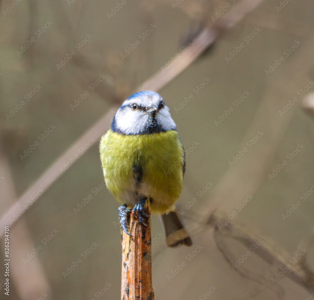 Obraz premium Blue tit bird perched on a branch