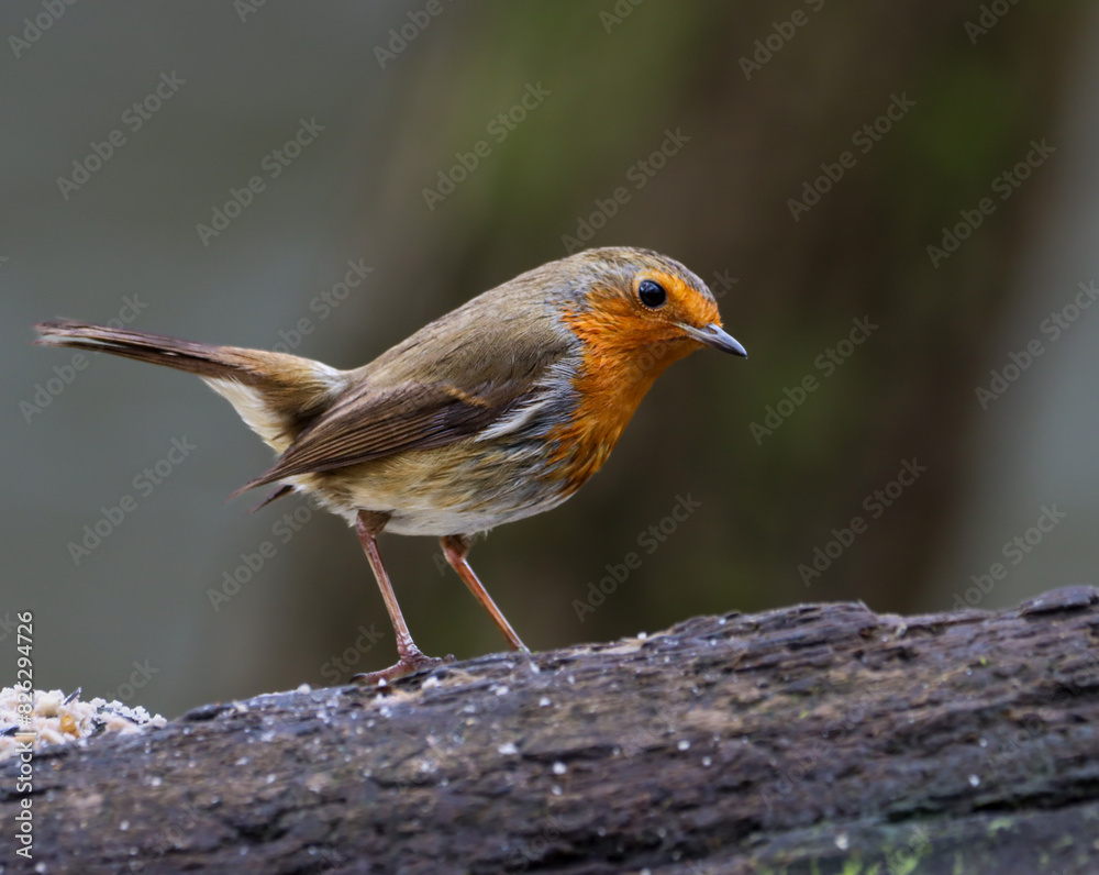 Robin bird sits on a slender tree branch Robin bird sits on a slender tree branch
