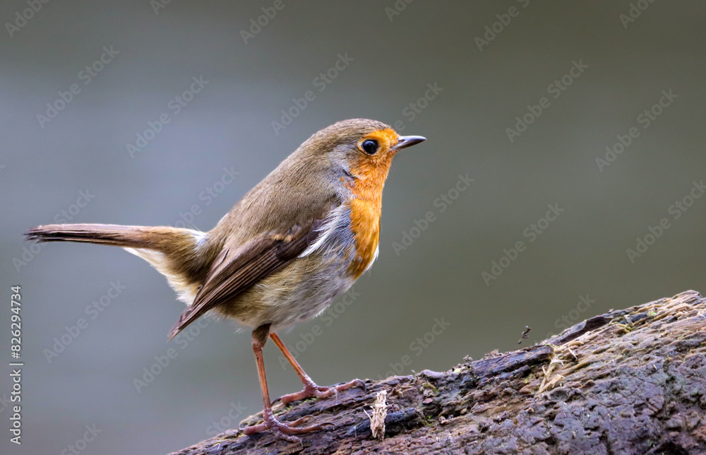 Robin bird sits on a slender tree branch Robin bird sits on a slender tree branch