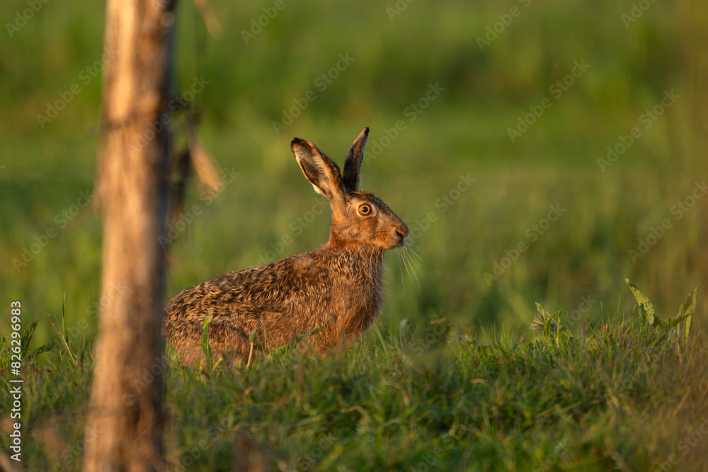 Zając siedzący na łące o poranku