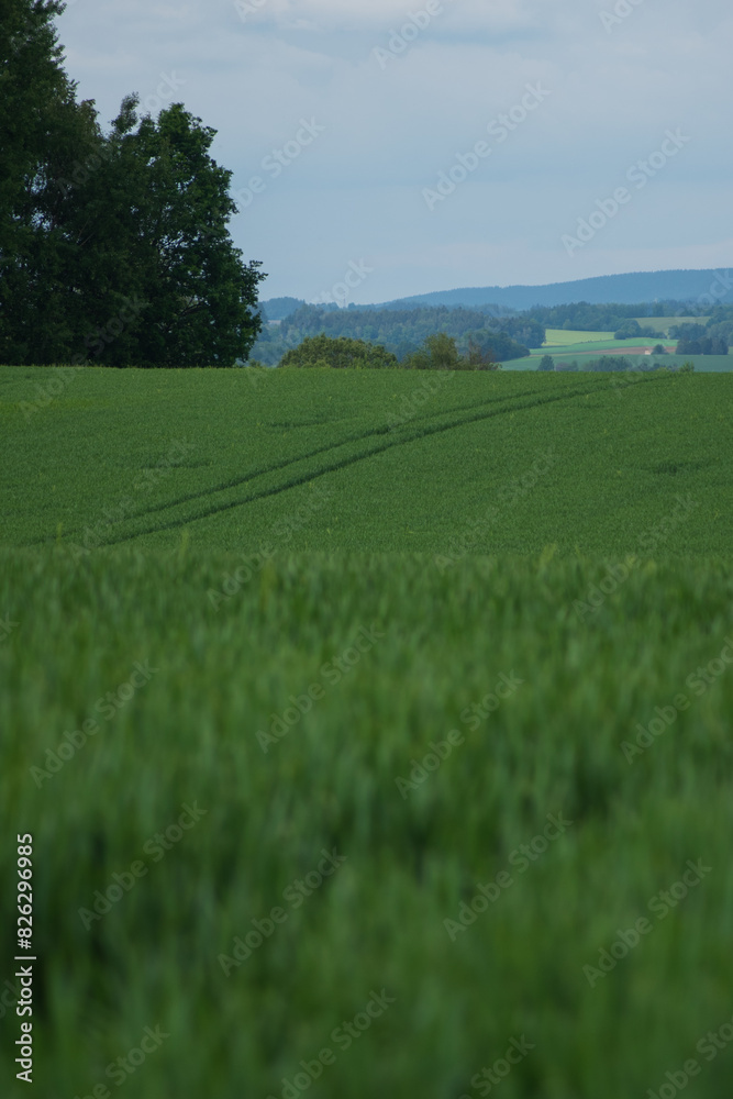 Obraz premium beautiful landscape. mountains and fields in the Czech Republic