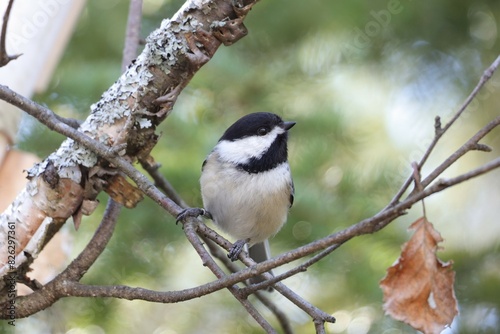 Image of a curious Black-capped Chickadee perched in a tree at Killarney Provincial Park in north © Wirestock