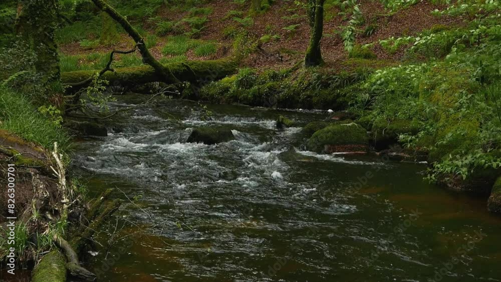 The River Fowey flowing through woodland in Spring. Golitha Falls Nature Reserve. Cornwall. UK The River Fowey flowing through woodland in Spring. Golitha Falls Nature Reserve. Cornwall. UK