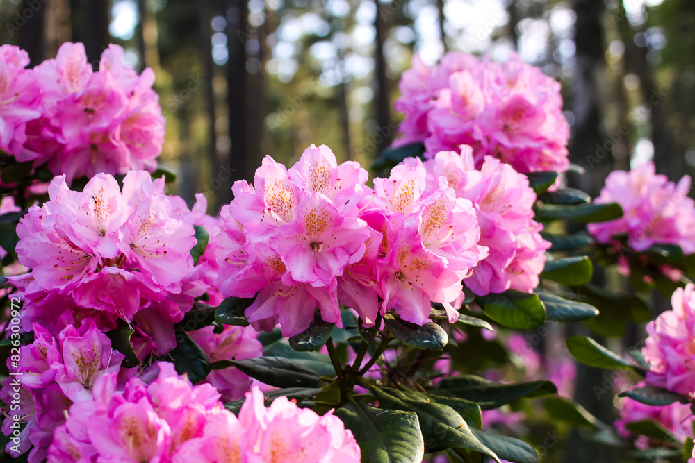 Pink flowers of Siberian rhododendron copy space. Pink flowers of Siberian rhododendron copy space.