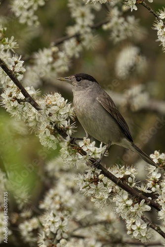 Blackcap male perched on tree branch with white blossoms