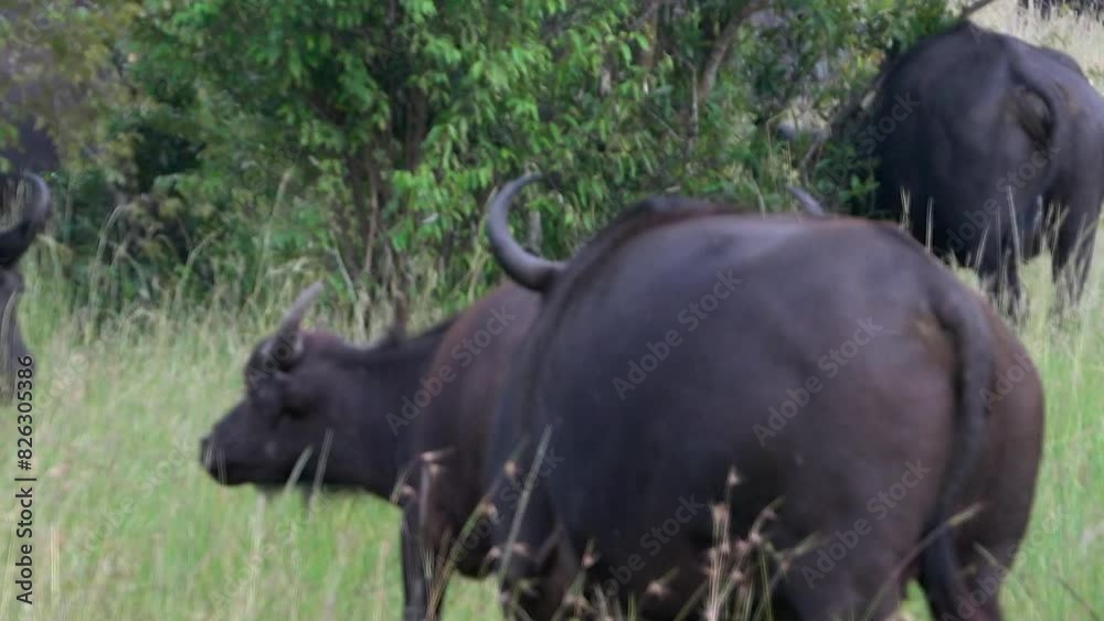African Buffaloes herd walking in the jungle field surrounded by greenery African Buffaloes herd walking in the jungle field surrounded by greenery