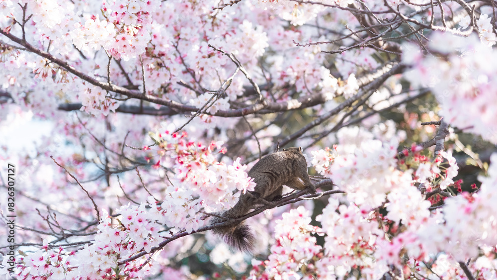 Squirrel on a branch surrounded by beautiful cherry blossom flowers in spring Squirrel on a branch surrounded by beautiful cherry blossom flowers in spring