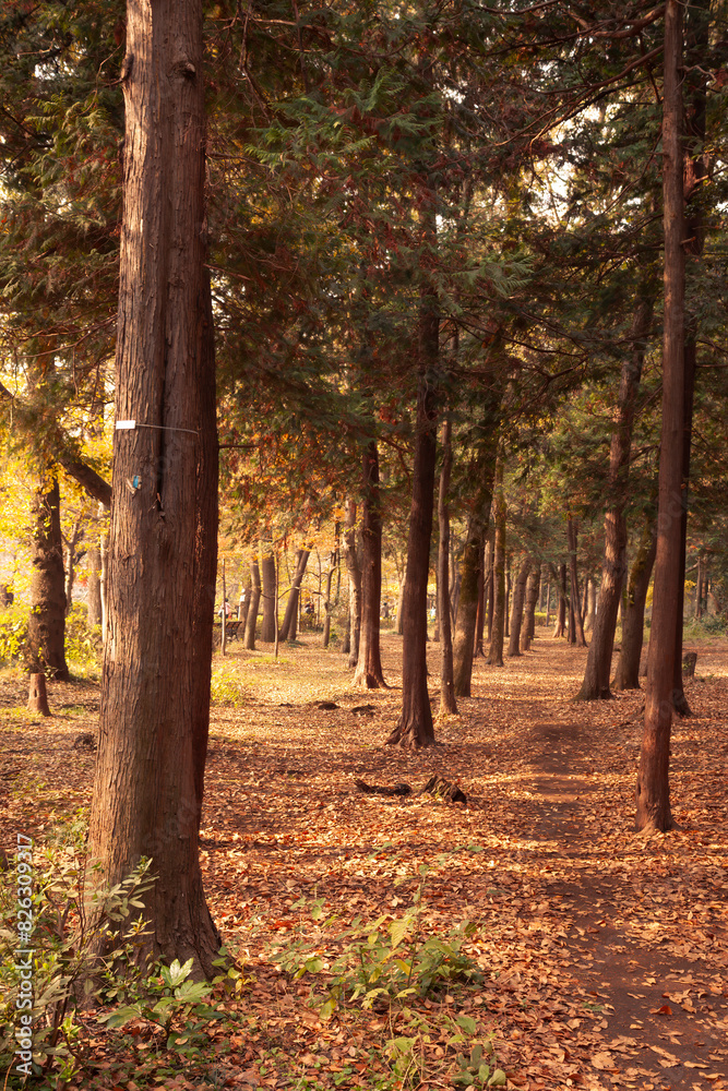 Fototapeta premium Autumn season in Tokyo