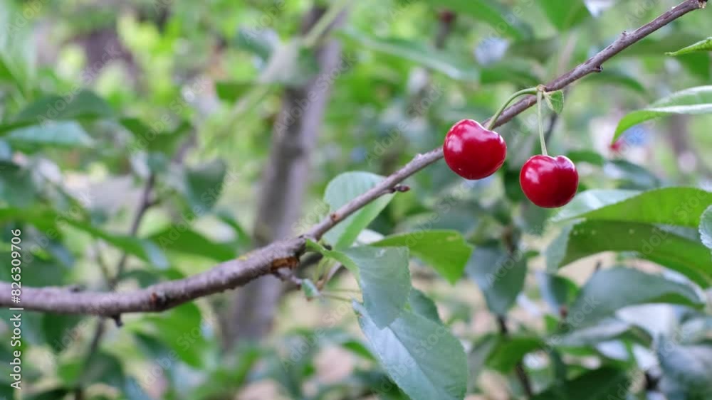 Two ripe cherries hanging on a branch against beautiful green leaves. Slow motion close-up of shiny and juicy red fruits on a cherry tree. Springtime desserts, organic gardening, fresh food concept. Two ripe cherries hanging on a branch against beautiful green leaves. Slow motion close-up of shiny and juicy red fruits on a cherry tree. Springtime desserts, organic gardening, fresh food concept.