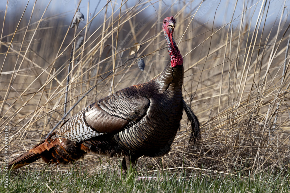 Closeup shot of an Illinois wild turkey in a dry hay field Closeup shot of an Illinois wild turkey in a dry hay field