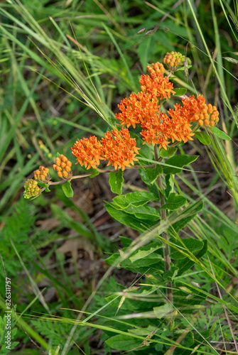 Butterfly weed, orange milkweed, Asclepias tuberosa, Vertical image of the whole plant with flower heads, buds, leaves and stem. photo
