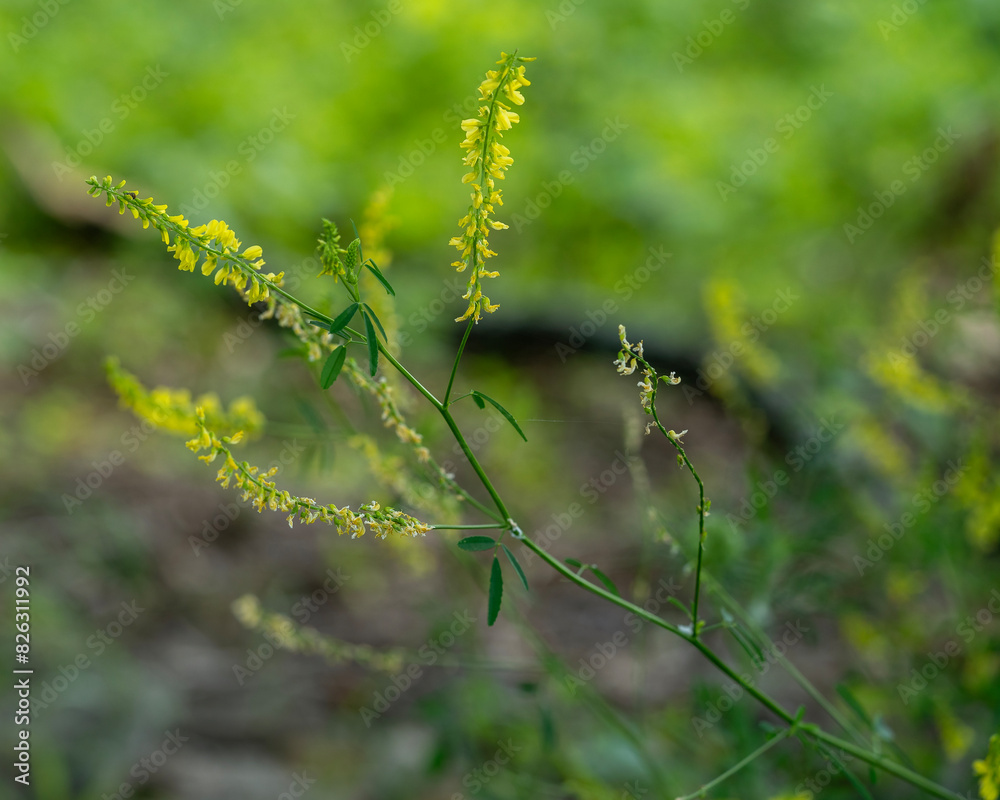 Fototapeta premium A closeup of the flower spikes and leaves of Sweet Yellow Clover, Melilotus officinalis. Introduced, invasive species.