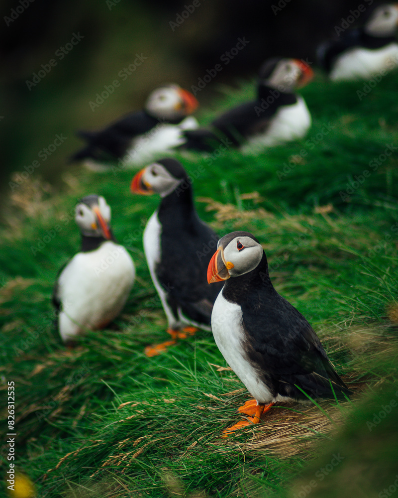 Fototapeta premium Colony of Atlantic puffins in natural habitat