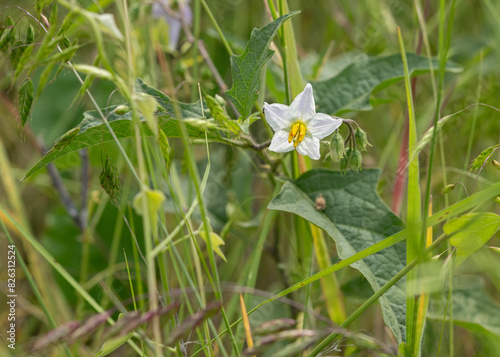 The white flower and leaves of Carolina horsenettle, Solanum carolinense, growing among the grasses in a meadow.