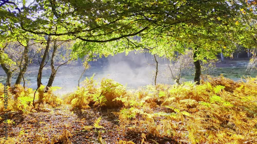Shot of a forest with tree branches above and orange plants on the ground. Shot of a forest with tree branches above and orange plants on the ground.
