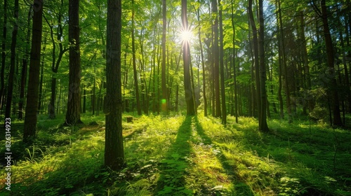 Lush green forest with sunlight filtering through trees for a natural background.