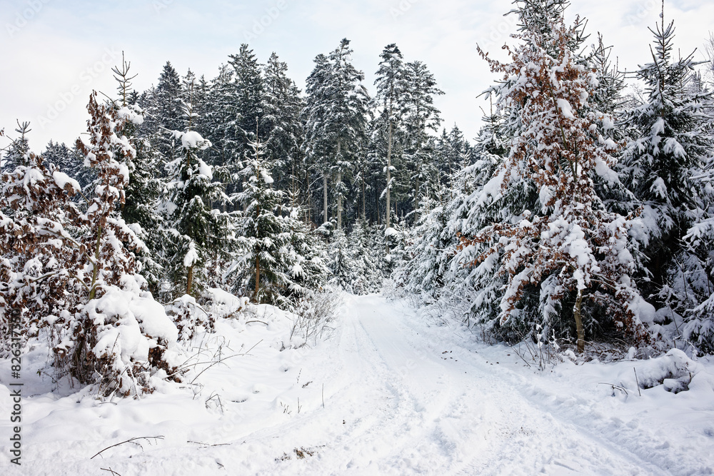 Fototapeta premium Trees in a snowy field on a cloudy day