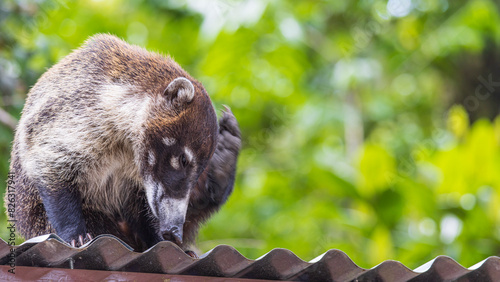 White-nosed coati in Monteverde cloud forest reserve in Monteverde, Costa Rica photo