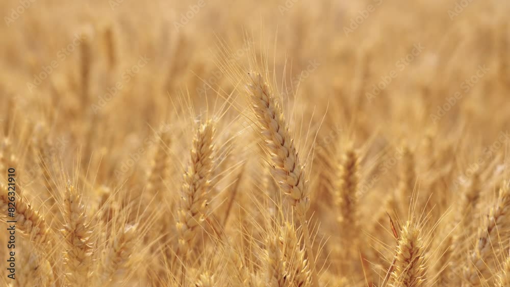 golden wheat field. Ears of golden wheat close up. golden wheat field. Ears of golden wheat close up.