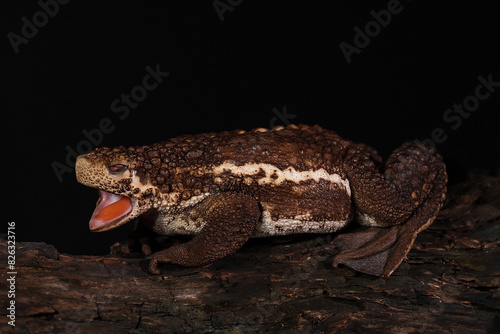 Closeup of a Pseudobufo subasper frog photo