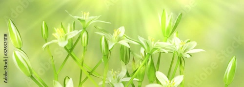 closeup time lapse of blooming and growing flower with zoom in and sunbeam animation isolated on blurred green spring background banner, symbol for growth, Star of Betlehem flower photo