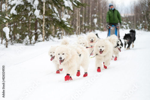 Winter dog sledding races
