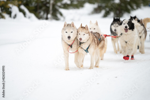 Winter dog sledding races