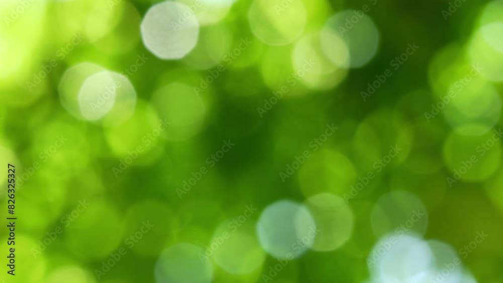 fresh shiny defocused sunlights in spring from real tree leaves, empty vibrant green bokeh light background with copy space fresh shiny defocused sunlights in spring from real tree leaves, empty vibrant green bokeh light background with copy space