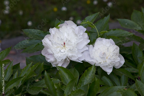 Fototapeta Naklejka Na Ścianę i Meble -  White peony close-up. A garden with blooming white peonies