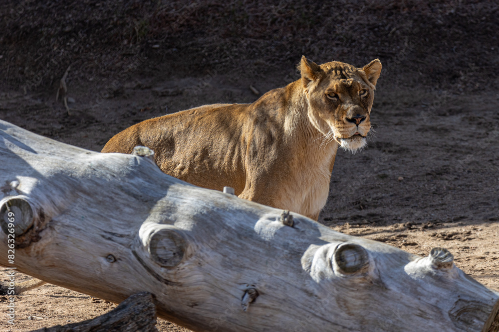Naklejka premium a large lion standing next to a large log in the dirt