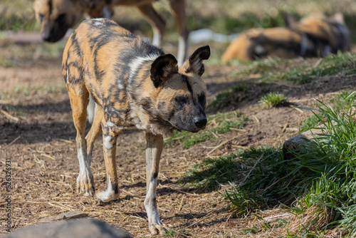 the wild dogs are walking on the dirt road near grass