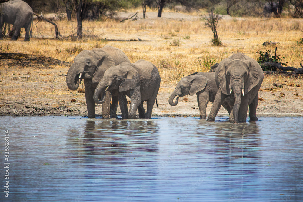 Obraz premium A herd of African elephants drinking water in a lake at Tarangire National Park, Kwa Kuchinia, Tanzania