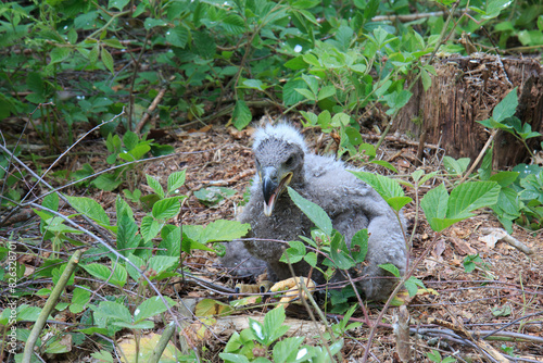 A white-tailed eagle chick sitting on the ground