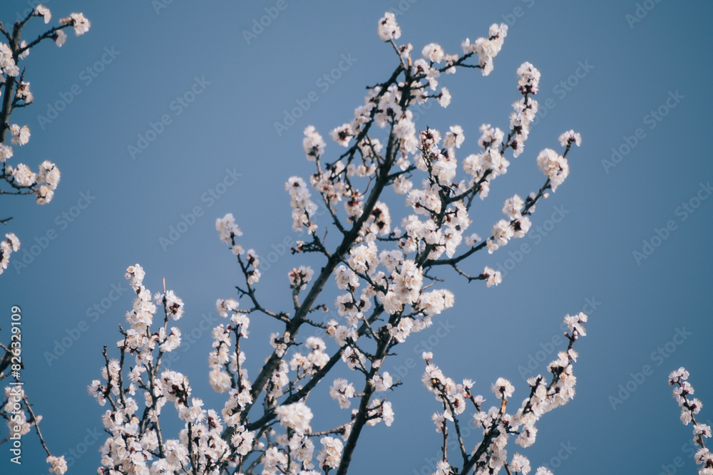 a tree with blossoming white flowers against a blue sky a tree with blossoming white flowers against a blue sky