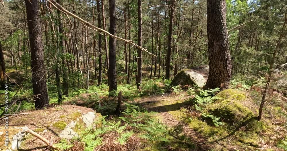 Randonnée en forêt de Fontainebleau par temps ensoleillé