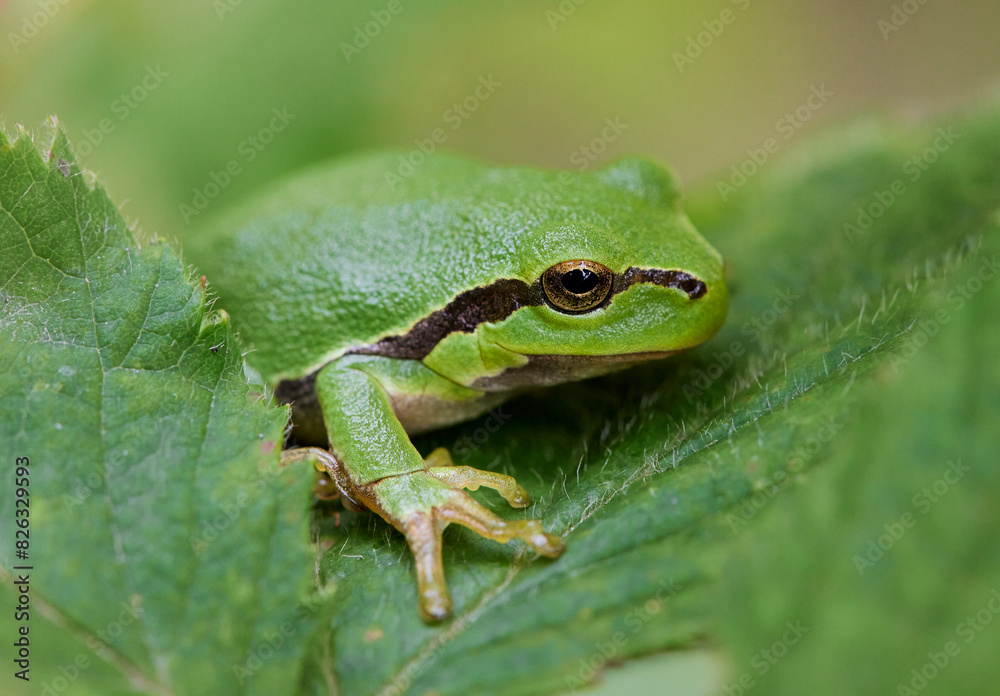 Macro shots of a green frog in garden in Bavaria Germany Macro shots of a green frog in garden in Bavaria Germany