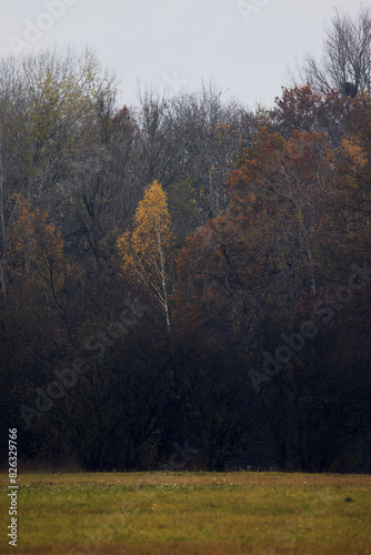 Moody autumn nature at the river of Isar in Bavaria Germany photo